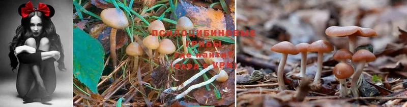 Галлюциногенные грибы Psilocybe  Вязьма 